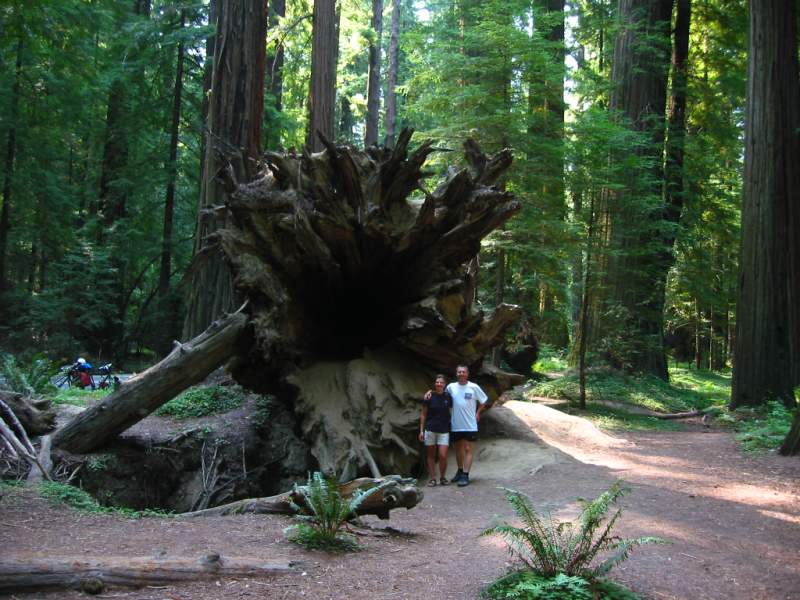 <i><b>334-Ave of the Giants</b></i>